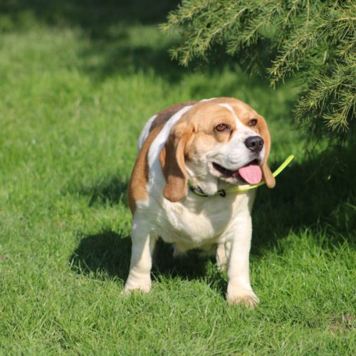 A donner femelle beagle lof