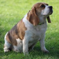 A donner femelle beagle lof #2