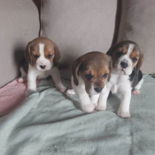 Chiot beagle lof tricolores #3