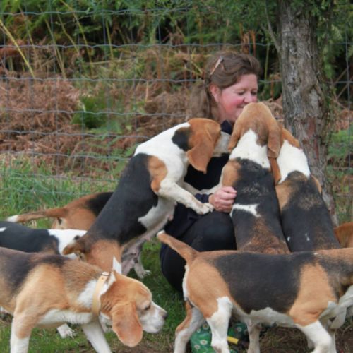 Chiot beagle lof tricolores #6