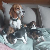 Chiot beagle lof tricolores #0