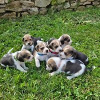A vendre chiots type beagle femelle et mâles