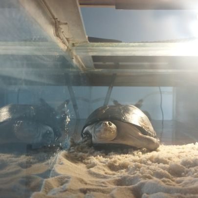 Vend aquarium complet avec 2 tortues #2
