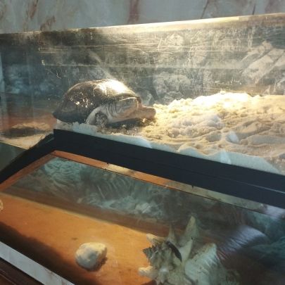 Vend aquarium complet avec 2 tortues #3