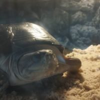 Vend aquarium complet avec 2 tortues #1