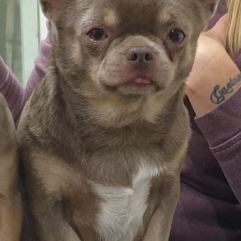 Chihuahua mâle lilas et tan #0