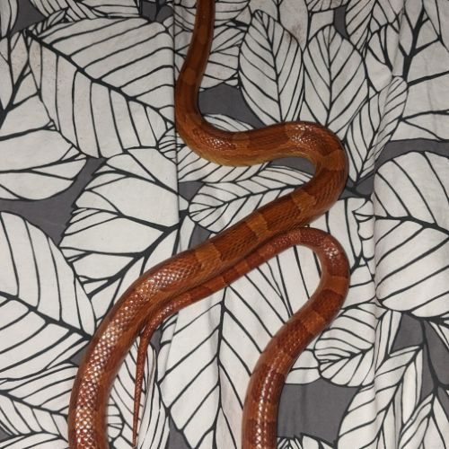 Serpent des blés mâle avec terrarium