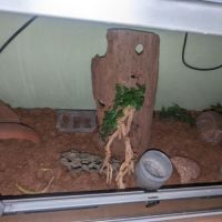Serpent des blés mâle avec terrarium #1