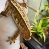 Geckos à crête #3