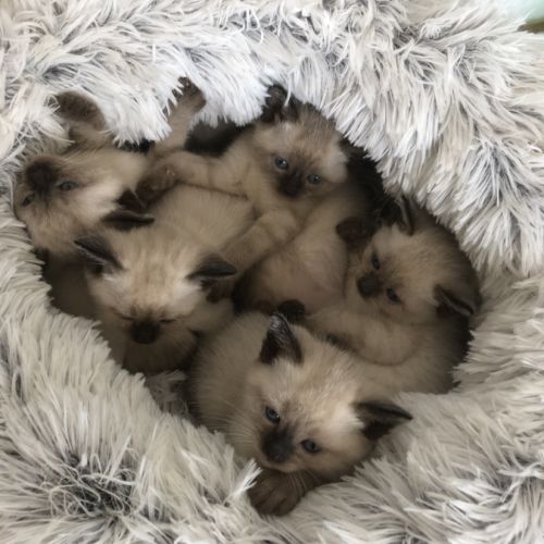 À reserver chatons type siamois