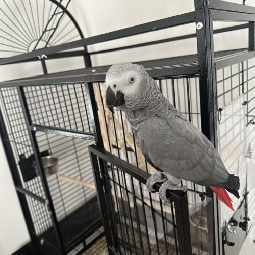 Perroquet gris du gabon 2 ans et demi