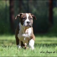 Chiots american staffordshire terrier lof #0