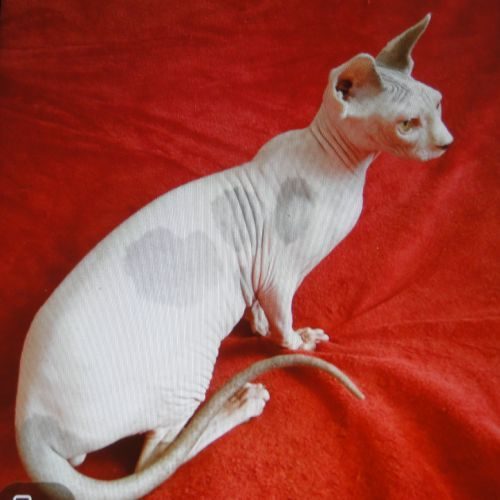 Chat sphynx male loof