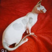 Chat sphynx male loof #1