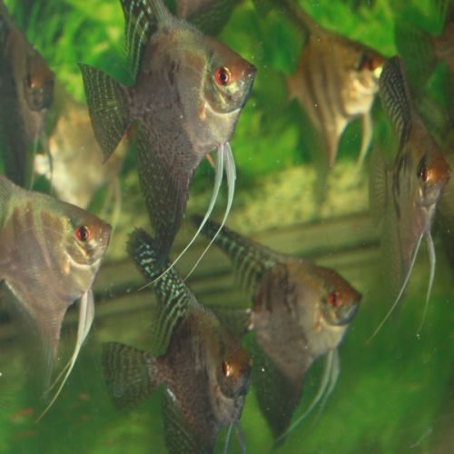 Scalaires  poissons aquarium #0
