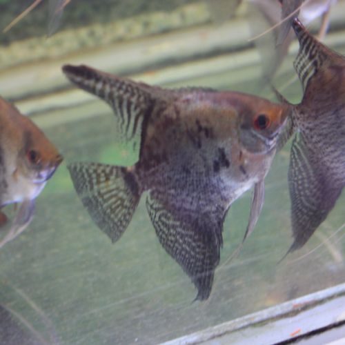 Scalaires  poissons aquarium #3