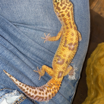 Gecko léopard #5