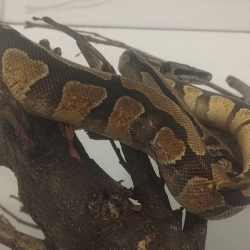 Python royal #2