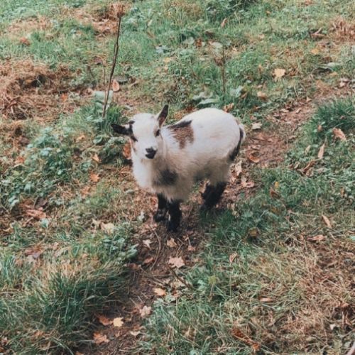 Chèvre naine et moutons d'ouessant #0