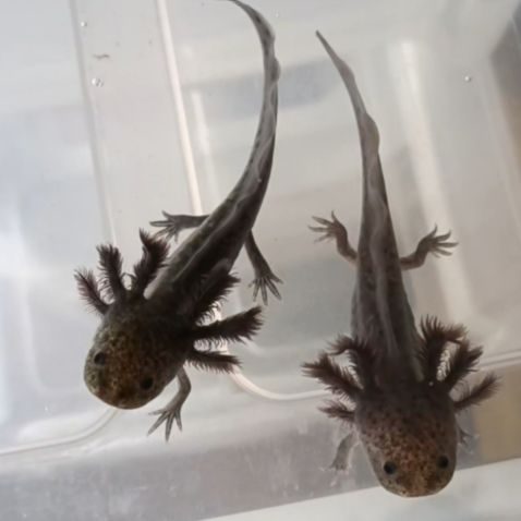 2 petit axolotl disponible