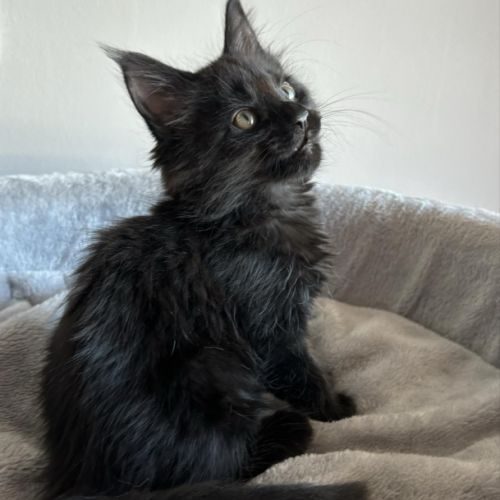 Adorable chaton maine coon