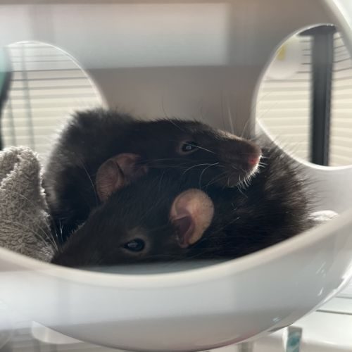 Rats femelles à donner