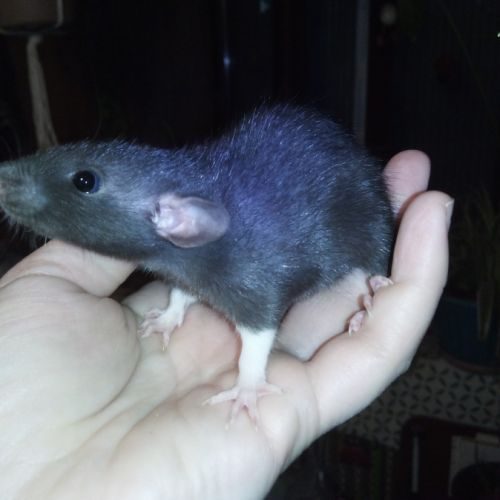 3 bébés rats ratons femelles à adopter