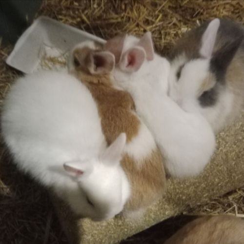Jeunes lapins nains