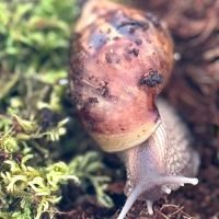 Escargot geant 🐌 #2