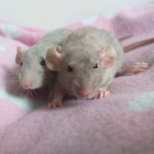 Bébés rats femelles dumbos et très sociabilisées #2