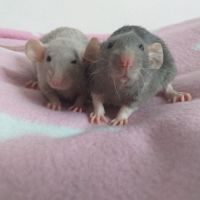 Bébés rats femelles dumbos et très sociabilisées