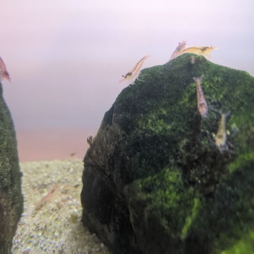 Lot de crevettes d'eau douce pour aquarium : red #0
