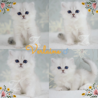 Adorables chatons british longhair silver yx verts #2