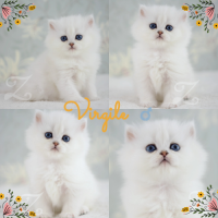 Adorables chatons british longhair silver yx verts #3