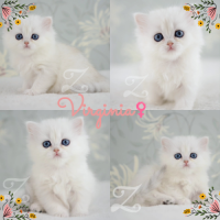 Adorables chatons british longhair silver yx verts #4