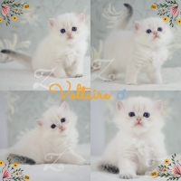 Adorables chatons british longhair silver yx verts #5