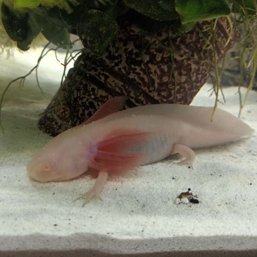 Axolotl albinos #0