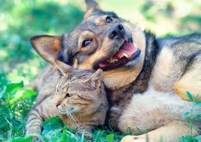 Naolya - Comportementaliste pour chiens et chats