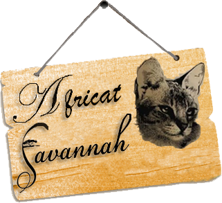 Africat Savannah