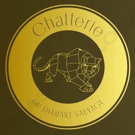 Chatterie du diamant sauvage - elevage bengal
