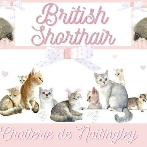 chatterie british de Nottingley
