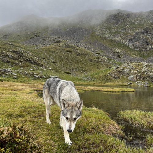 Alpinwolf saarloos wolfdog