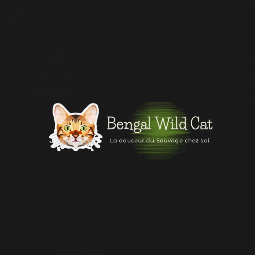 Élevage bengal wild cat