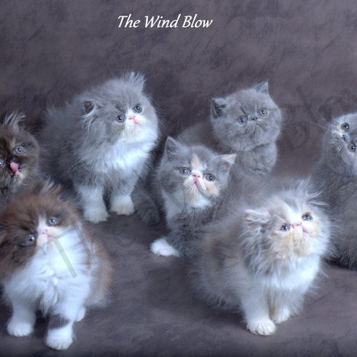 The Wind Blow