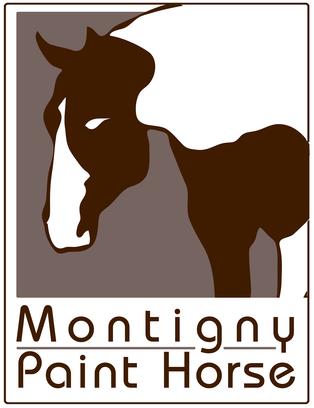 montigny paint horse