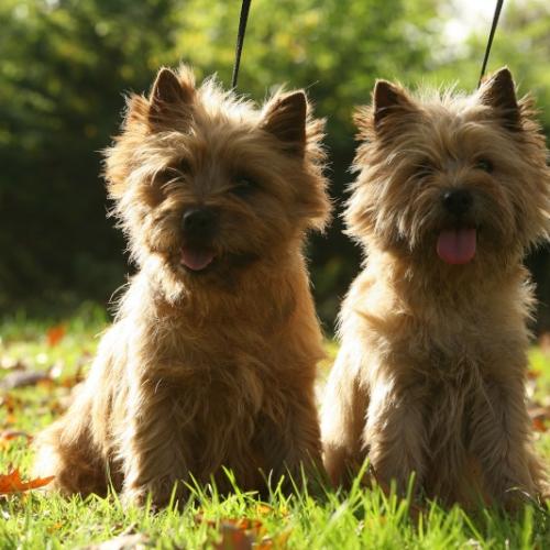 Elevage : Cairn Terrier Chihuahua Terrier Ecossais