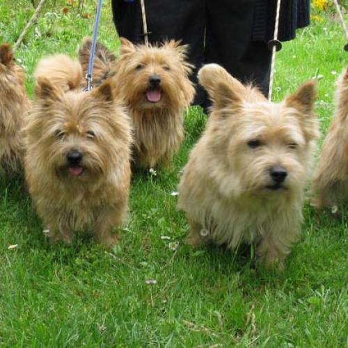 Elevage Norwich Terriers & Remplacements élevages