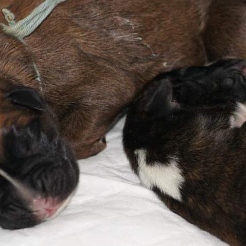 Élevage : boxer jack russel terrier