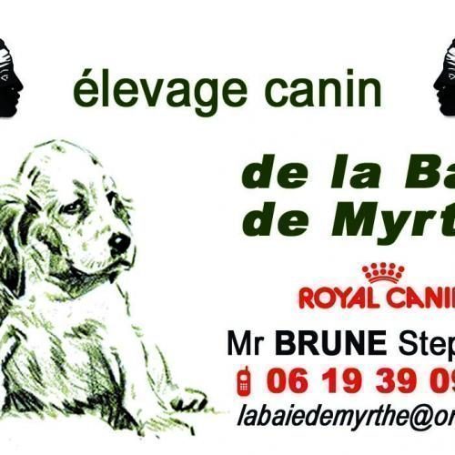 Élevage : braque français type pyrenees epagneul breton husky de siberie