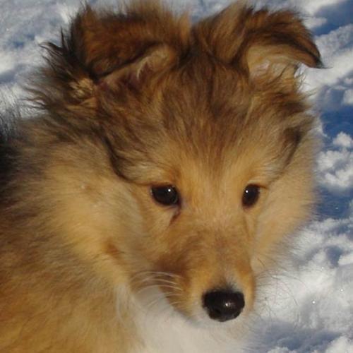 Élevage : chien de berger des shetland